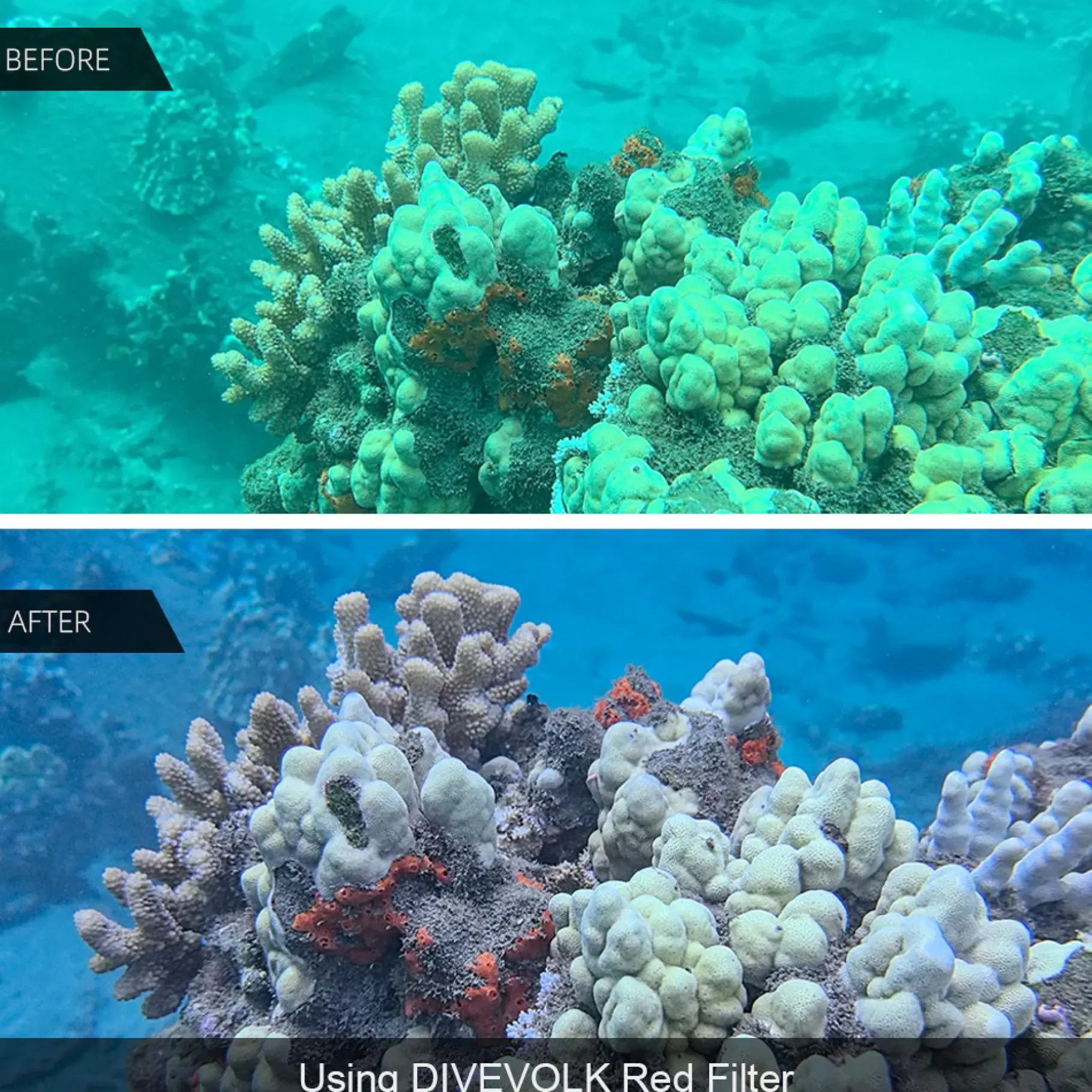 divevolk_filtro_rosso___m_5.webp Best Divers DIVEVOLK FILTRO ROSSO Ø 67 mm